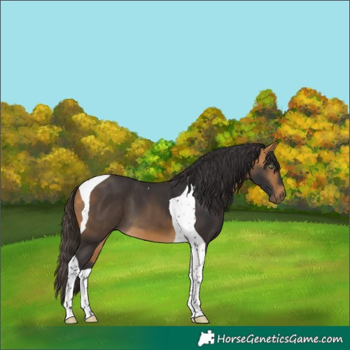 Horse Color:Buckskin Tobiano 