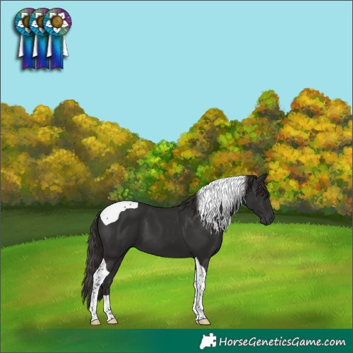Horse Color:Liver Chestnut Tobiano