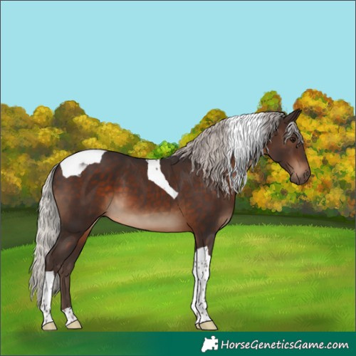 Horse Color:Silver Brown Tobiano 