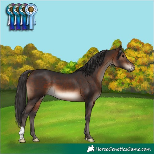 Horse Color:Brown 