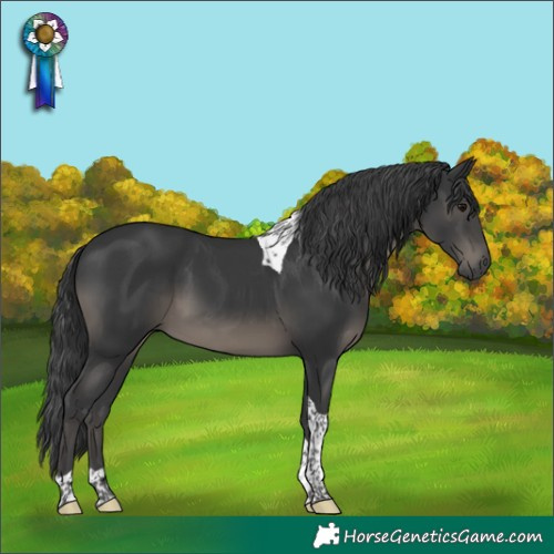 Horse Color:Black Tobiano