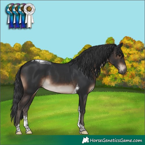 Horse Color:Brown Tobiano