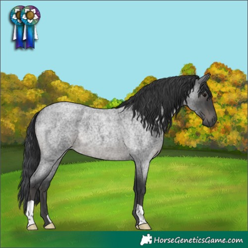 Horse Color:Blue Roan 