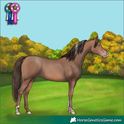 Horse Color:Amber Champagne Tobiano