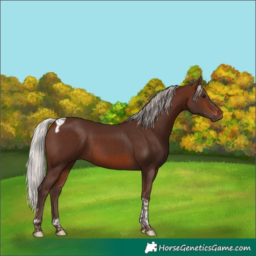 Horse Color:Silver Brown Tobiano