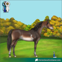 Horse Color:Brown Tobiano