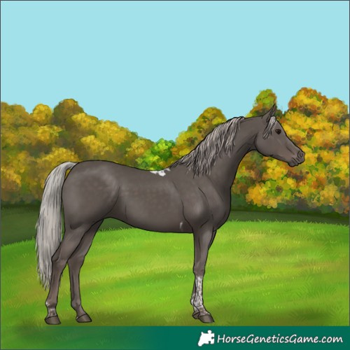 Horse Color:Silver Black Tobiano 