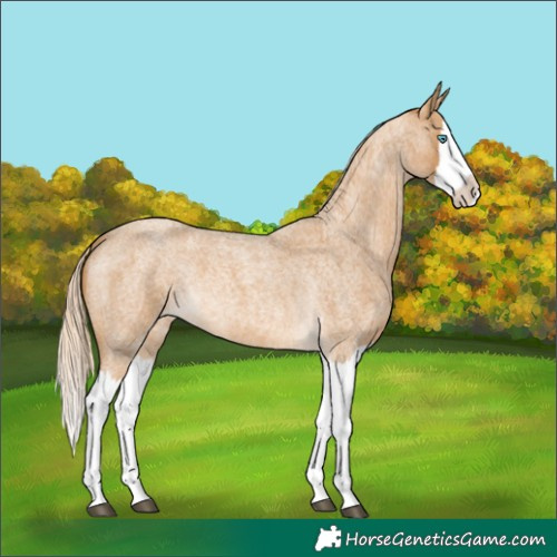 Horse Color:Palomino Roan Splash