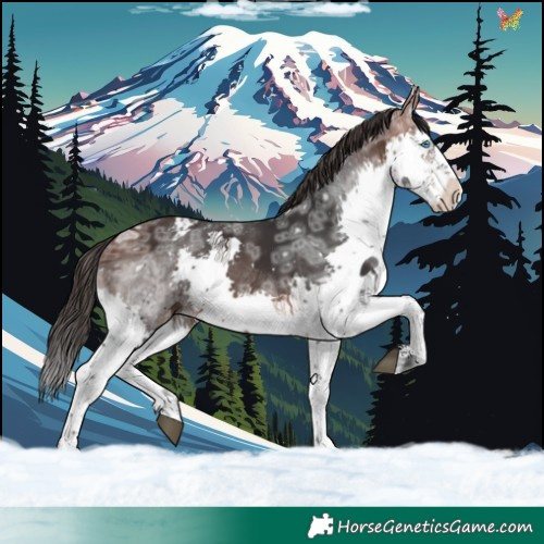 Horse Color:Brown Ice Splash Appaloosa 