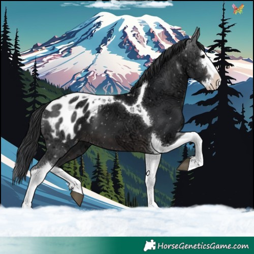 Horse Color:Platinum Brown Ice Splash Tobiano Appaloosa 