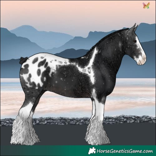 Horse Color:Platinum Brown Ice Splash Tobiano Blanket