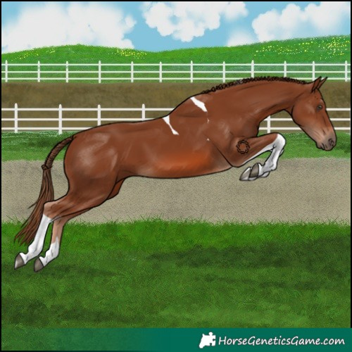 Horse Color:Chestnut Tobiano 