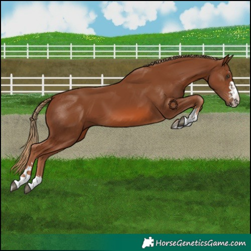 Horse Color:Chestnut 