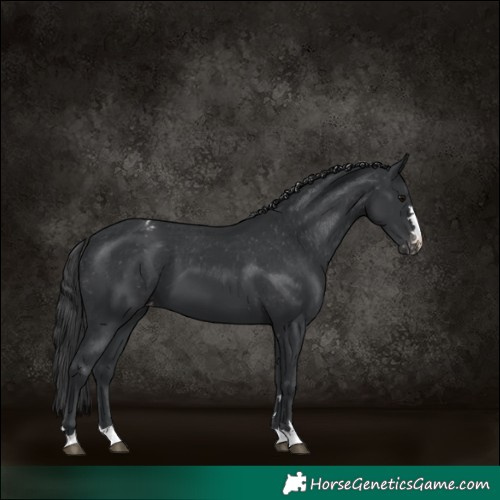 Horse Color:Black Appaloosa