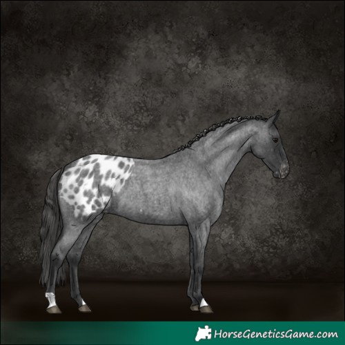 Horse Color:Blue Roan Appaloosa