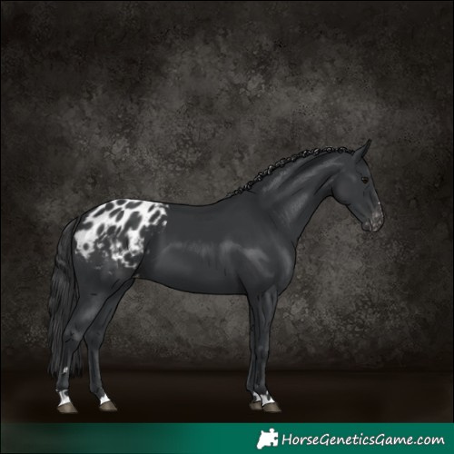 Horse Color:Black Appaloosa 