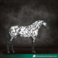 Horse Color:Black Appaloosa