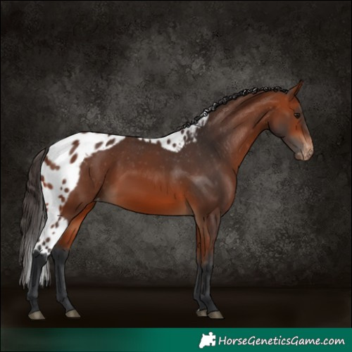 Horse Color:Bay Skewed Appaloosa