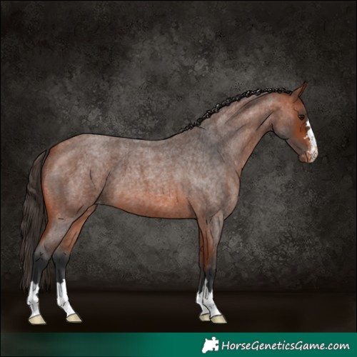 Horse Color:Bay Roan Skewed Appaloosa