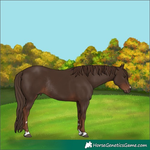 Horse Color:Liver Chestnut Rabicano