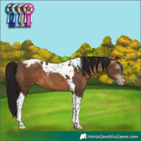 Horse Color:Gray Sable Champagne Tobiano Varnish 