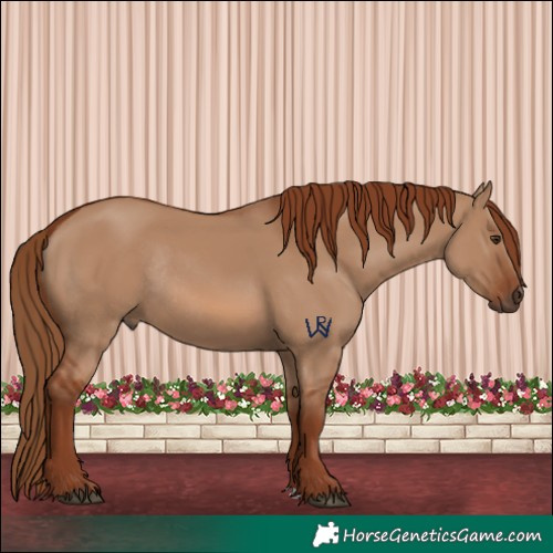 Horse Color:Red Dun Rabicano 