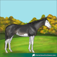 Horse Color:Black Splash