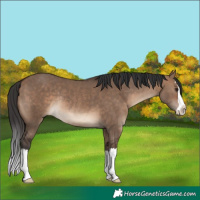 Horse Color:Brown Dun Splash Rabicano 