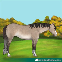 Horse Color:Bay Dun Rabicano 