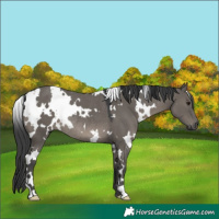Horse Color:White Spotted Grullo Rabicano