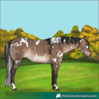 Horse Color:White Spotted Brown Dun Rabicano