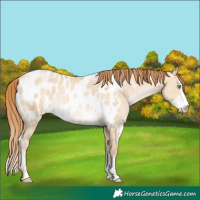 Horse Color:White Spotted Buckskin Pearl Dun Sabino Blanket