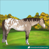 Horse Color:Bay Dun Blanket Rabicano