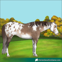 Horse Color:Bay Dun Sabino Blanket