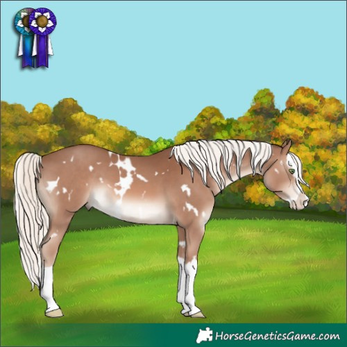 Horse Color:White Spotted Chestnut Mushroom Splash 
