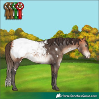 Horse Color:White Spotted Bay Mushroom Appaloosa