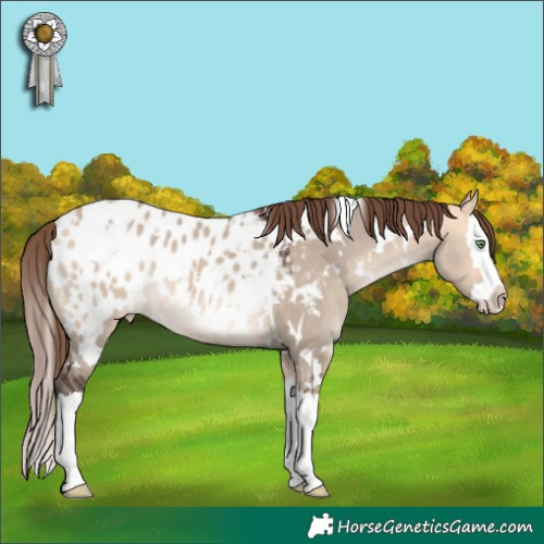 Horse Color:White Spotted Bay Dun Mushroom Splash Appaloosa 