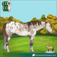 Horse Color:White Spotted Bay Dun Mushroom Appaloosa Brindle 