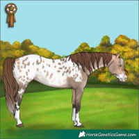 Horse Color:White Spotted Bay Dun Mushroom Splash Blanket 