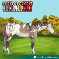 Horse Color:White Spotted Bay Dun Mushroom Blanket Brindle 