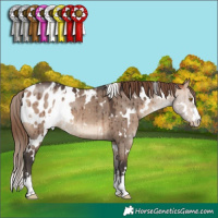 Horse Color:White Spotted Bay Dun Mushroom Appaloosa Brindle
