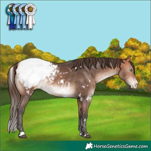 Horse Color:White Spotted Bay Mushroom Appaloosa 
