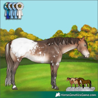 Horse Color:White Spotted Bay Mushroom Appaloosa 