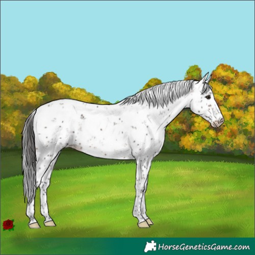 Horse Color:Bay Sabino 