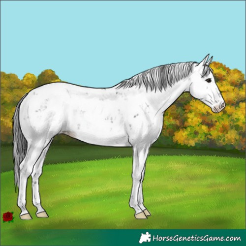 Horse Color:Brown Sabino