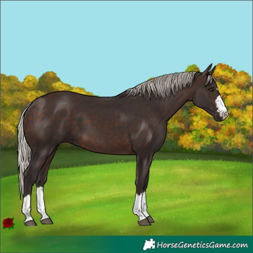 Horse Color:Silver Brown 