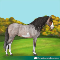 Horse Color:White Spotted Bay Roan Frame 