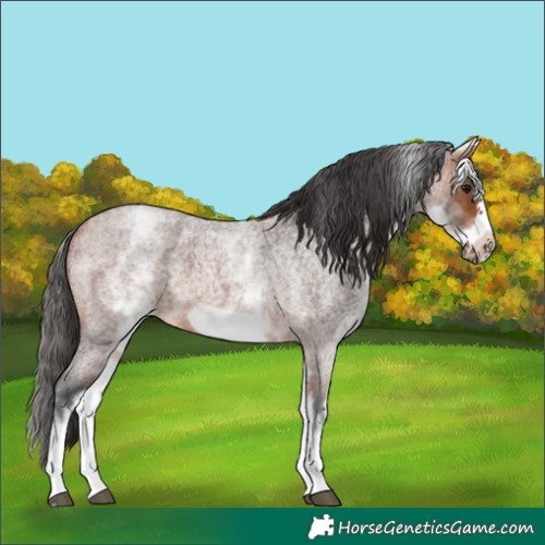 Horse Color:White Spotted Bay Roan Frame
