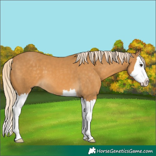 Horse Color:Palomino Splash 