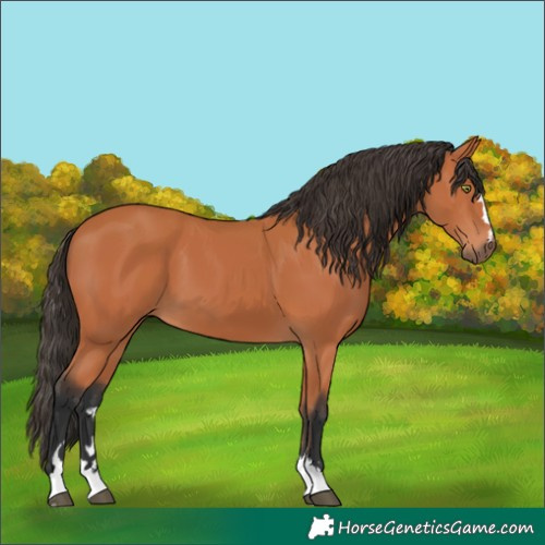 Horse Color:Bay 